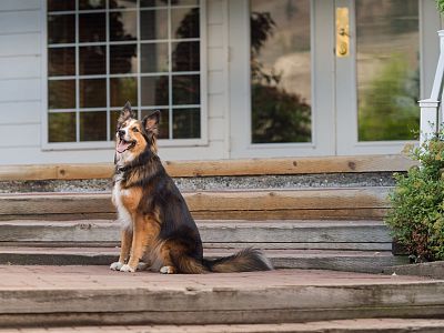 Pet-Friendly Hotel